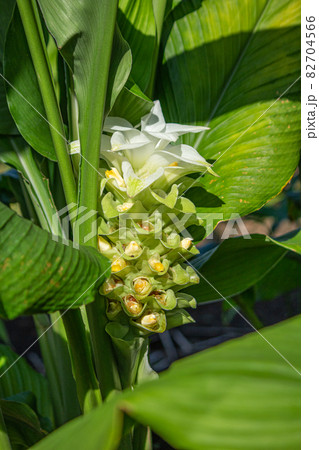 ウコンの花が開花　（ウコン、鬱金、欝金、宇金、学名：Curcuma longa、英名：ターメリック 82704566