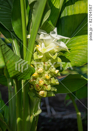 ウコンの花が開花 ウコン 鬱金 欝金 宇金 学名 Curcuma Longa 英名 ターメリックの写真素材