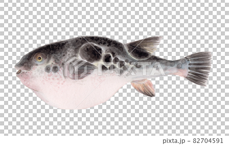 トラフグの手描き水彩画 82704591