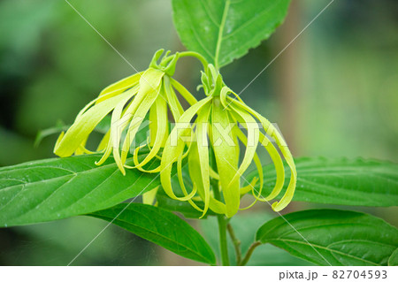 イランイランノキの花が開花（精油原料：イランイラン） 82704593