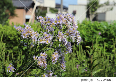 秋の公園に咲くノコンギクの薄紫色の花の写真素材