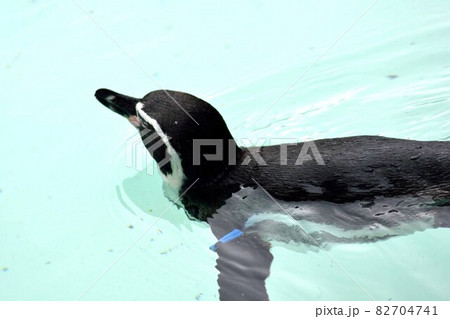 泳ぐフンボルトペンギン 泳ぐフンボルトペンギン 82704741
