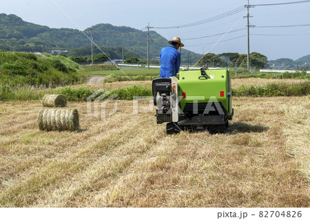 牛の飼料の取り入れ 牛の飼料の取り入れ 82704826