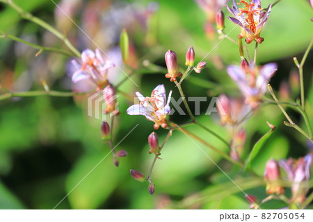 杜鵑草(ホトトギス)の花 杜鵑草(ホトトギス)の花 82705054