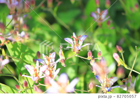 杜鵑草(ホトトギス)の花 杜鵑草(ホトトギス)の花 82705057