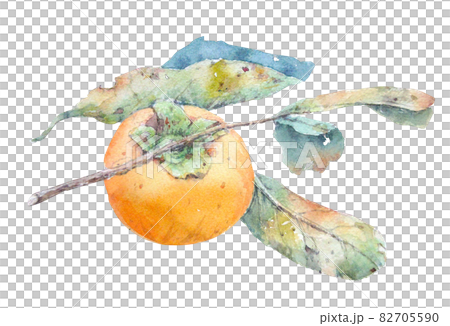 葉付きの柿 ー手描き水彩画 82705590