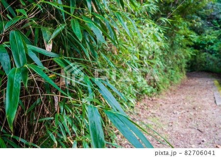 秋のハイキングコース　多摩森林科学園 82706041