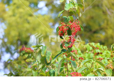 ガマズミの実 ガマズミの実 82706071
