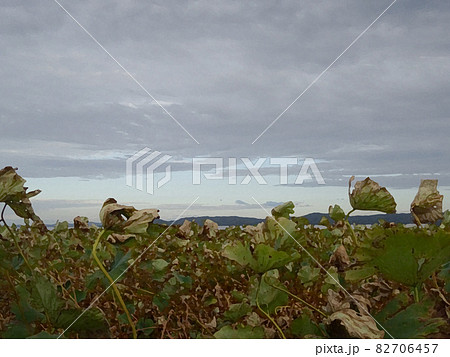 枯れてしまった畑と曇天 82706457