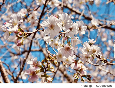 見ごろを迎えた十月桜 秋らしい可愛い花A 見ごろを迎えた十月桜 秋らしい可愛い花A 82706480