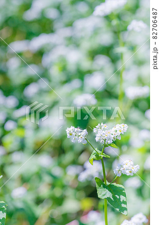 磐梯高原に咲く白いそばの花 82706487