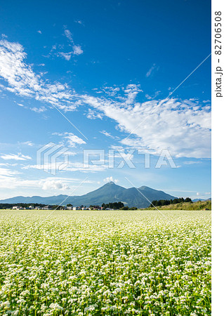磐梯高原に咲く白いそばの花 82706508