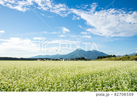 磐梯高原に咲く白いそばの花 82706509
