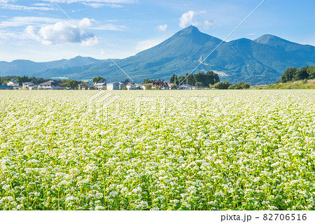 磐梯高原に咲く白いそばの花 82706516