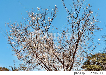 見ごろを迎えた十月桜　秋らしい可愛い花B 82706614