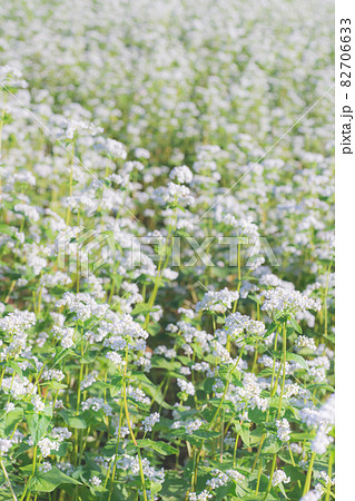 磐梯高原に咲く白いそばの花 磐梯高原に咲く白いそばの花 82706633