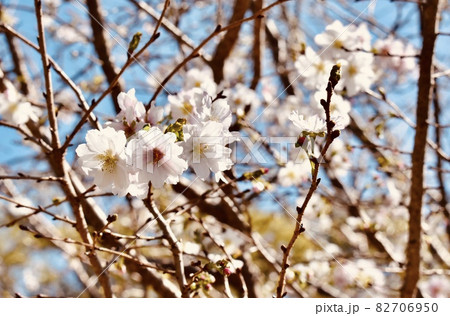 見ごろを迎えた十月桜 秋らしい可愛い花F 見ごろを迎えた十月桜 秋らしい可愛い花F 82706950