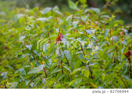Trimmed bushes with water drops after rain Trimmed bushes with water drops after rain 82706994
