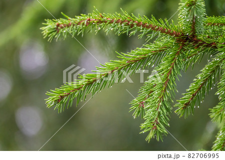 Background of green spruce branches with water drops after rain Background of green spruce branches with water drops after rain 82706995