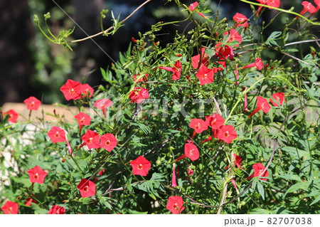 秋の公園に咲く赤いハゴロモルコウソウの花 82707038