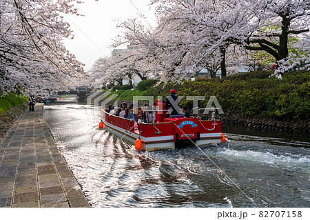 富山のお花見名所　松川ベリの満開の桜と遊覧船 82707158