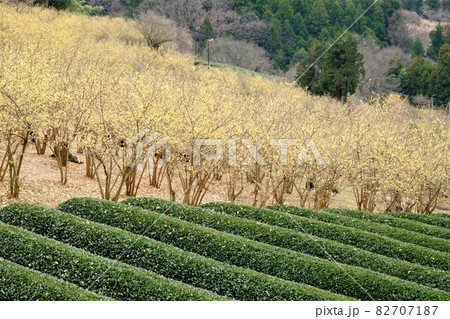 ロウバイ林と茶畑　【神奈川県松田町　2月】 82707187
