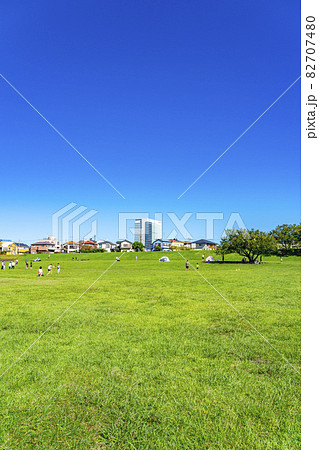 神奈川県 綺麗な緑の芝生が広がる海老名の相模三川公園の写真素材