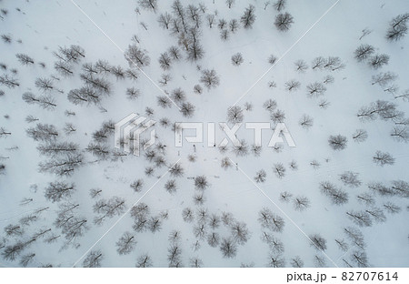 Pattern of trees on snow 82707614