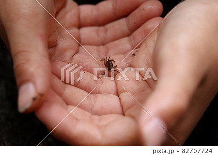 小さなカニを大事にのせる子どもの手 82707724