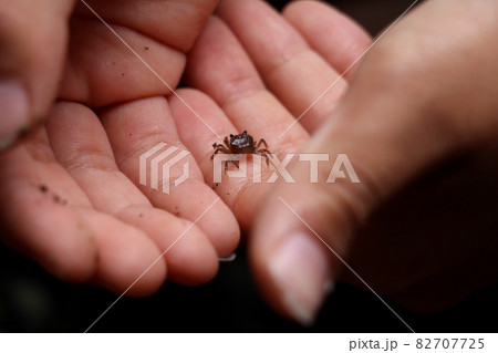 小さなカニを大事にのせる子どもの手 82707725