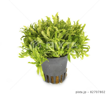 pogostemon helferi in studio 82707802