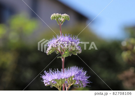 秋の庭に咲くダンギクの紫色の花 82708106