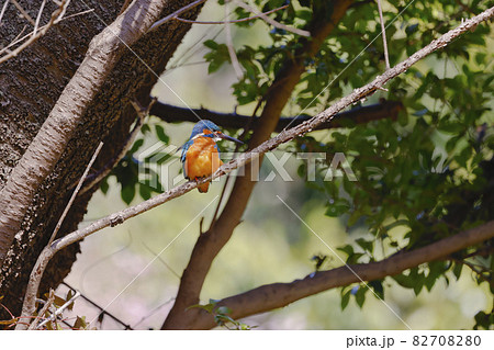 カワセミ カワセミ 82708280