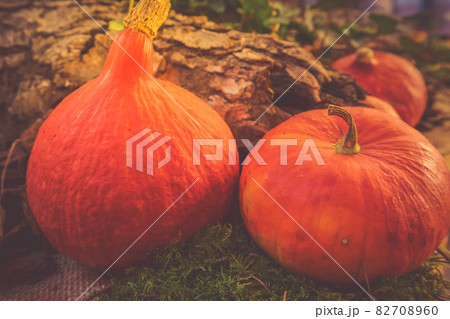 pumpkin on table pumpkin on table 82708960