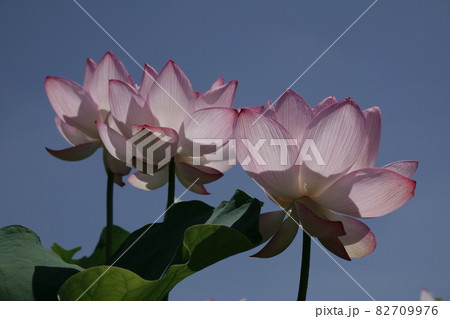 大賀蓮（おおがはす） 82709976