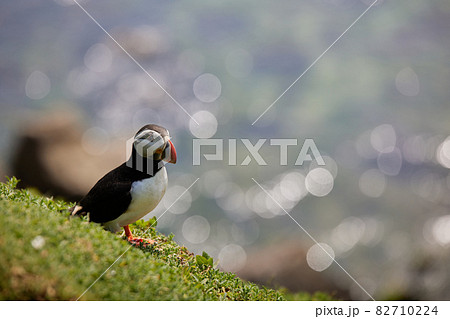 puffin standing on a rock cliff . fratercula arctica puffin standing on a rock cliff . fratercula arctica 82710224