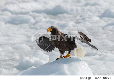 知床　冬 82710651