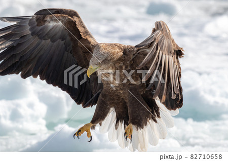 知床 冬 知床 冬 82710658