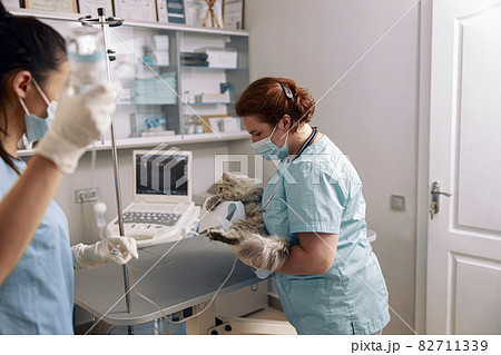 Veterinarian in protective mask holds cat on intravenous infusion with nurse assisting in clinic Veterinarian in protective mask holds cat on intravenous infusion with nurse assisting in clinic 82711339