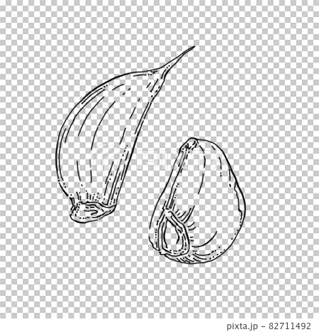 Garlic pen drawing cut illustration 82711492