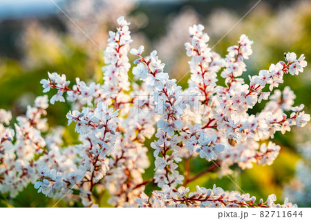 Japanese Knotweed flowering in County Donegal - Ireland Japanese Knotweed flowering in County Donegal - Ireland 82711644