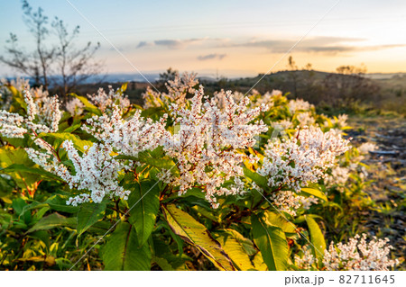 Japanese Knotweed flowering in County Donegal - Ireland Japanese Knotweed flowering in County Donegal - Ireland 82711645