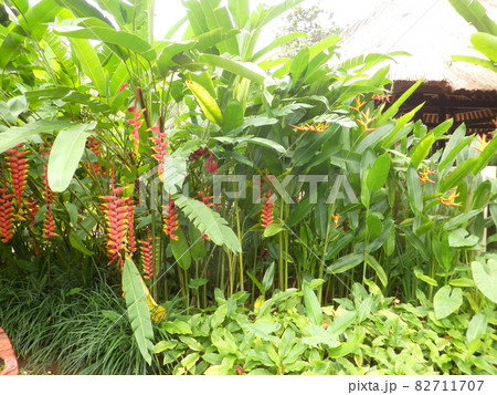 東南アジアの特徴的な花木 82711707