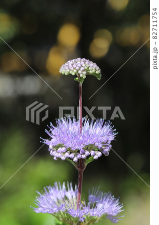 秋の庭に咲くダンギクの紫色の花 秋の庭に咲くダンギクの紫色の花 82711754