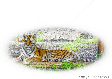 アムールトラ アムールトラ 82712594