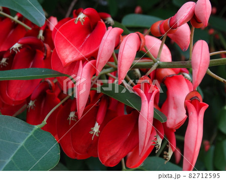 デイゴ（でいご） 82712595