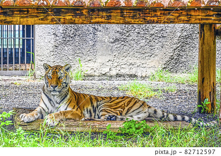 アムールトラ 82712597