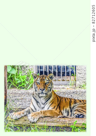 アムールトラ 82712605