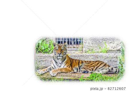 アムールトラ 82712607