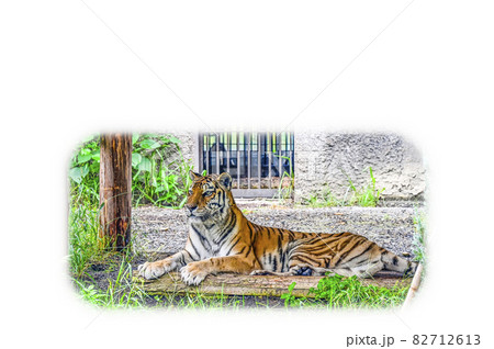 アムールトラ アムールトラ 82712613